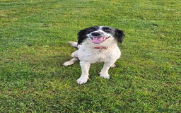 Mixed Breed dogs for sale: Dobby - Image 2