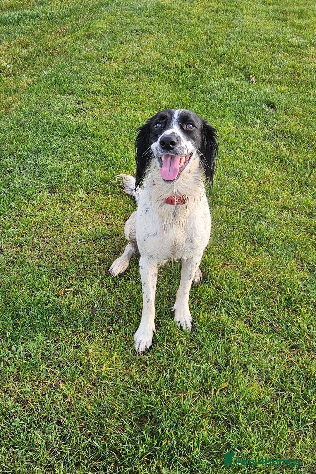 Mixed Breed dogs for sale: Dobby - Image 2