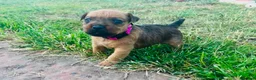 Lakeland Terrier dogs for sale: Lakeland Terrier Pups in Shrewsbury - Advert 4
