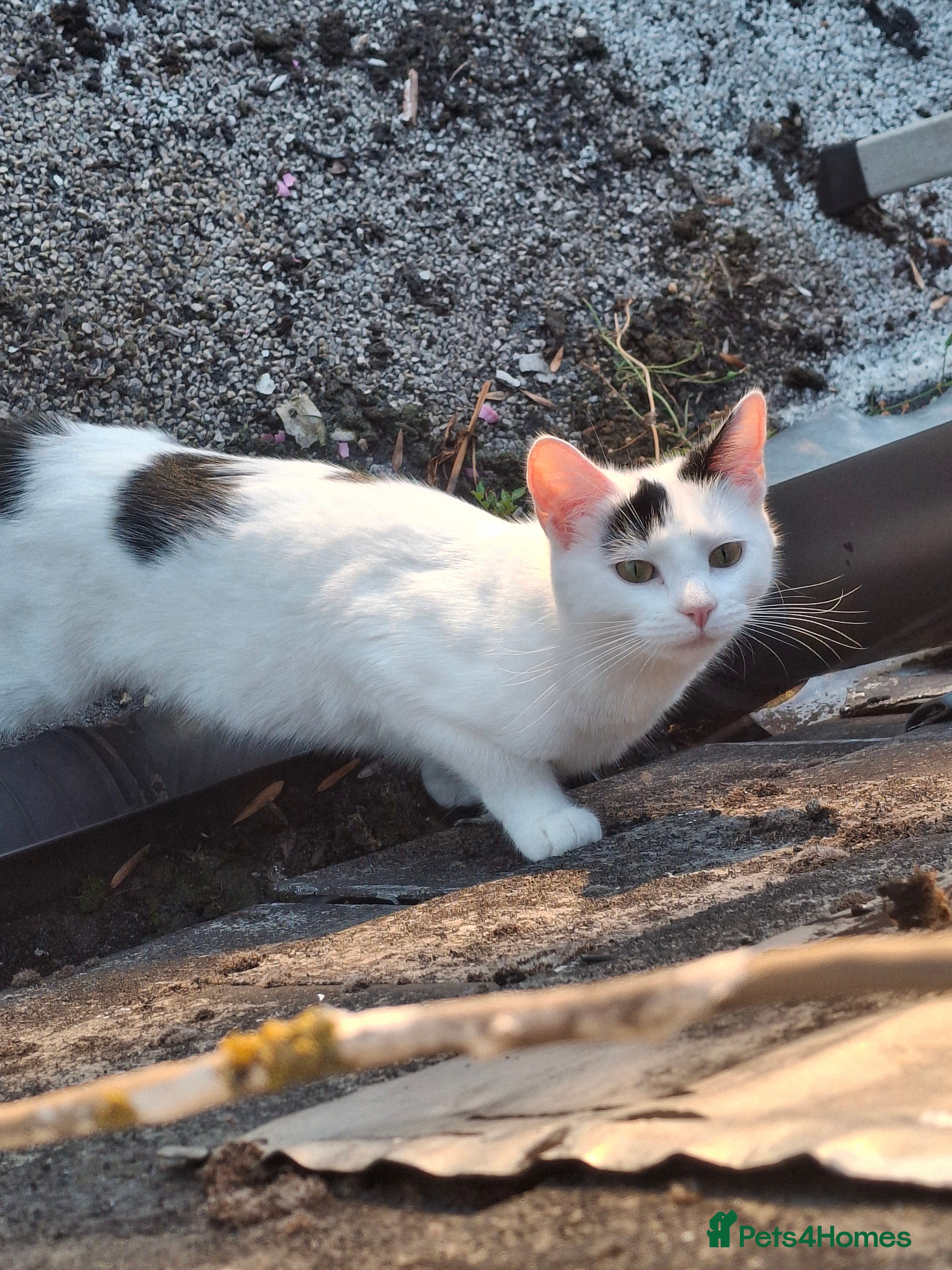 Mixed Breed cats 🐾 Tina & Nina — Pair of Beautiful Ragdoll-Cross  - Advert 2