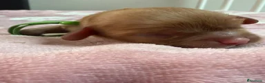 Cavalier King Charles Spaniel 1