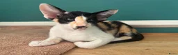 Oriental cats for sale: Stunning spayed GCCF Reg. Tortie Girl - Advert 3