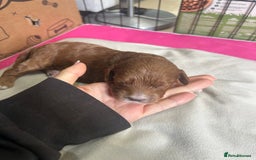 Cavapoo dogs for sale: 7 gorgeous F1b Cavapoo Puppies (4 girls & 3 boys)  - Image 17