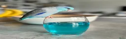 Parrots birds for sale: Talking. Extremely tame male parrotlet - Advert 5