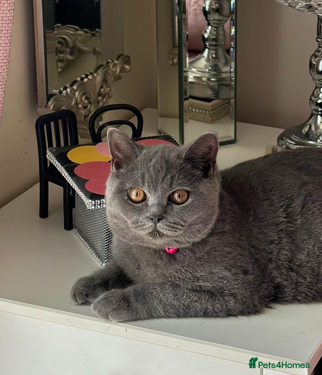 British Shorthair cats for sale: Mr Kittykat - Image 5