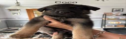 German Shepherd dogs for sale: 10 x KC Registered German Shepherd Puppies - Advert 9