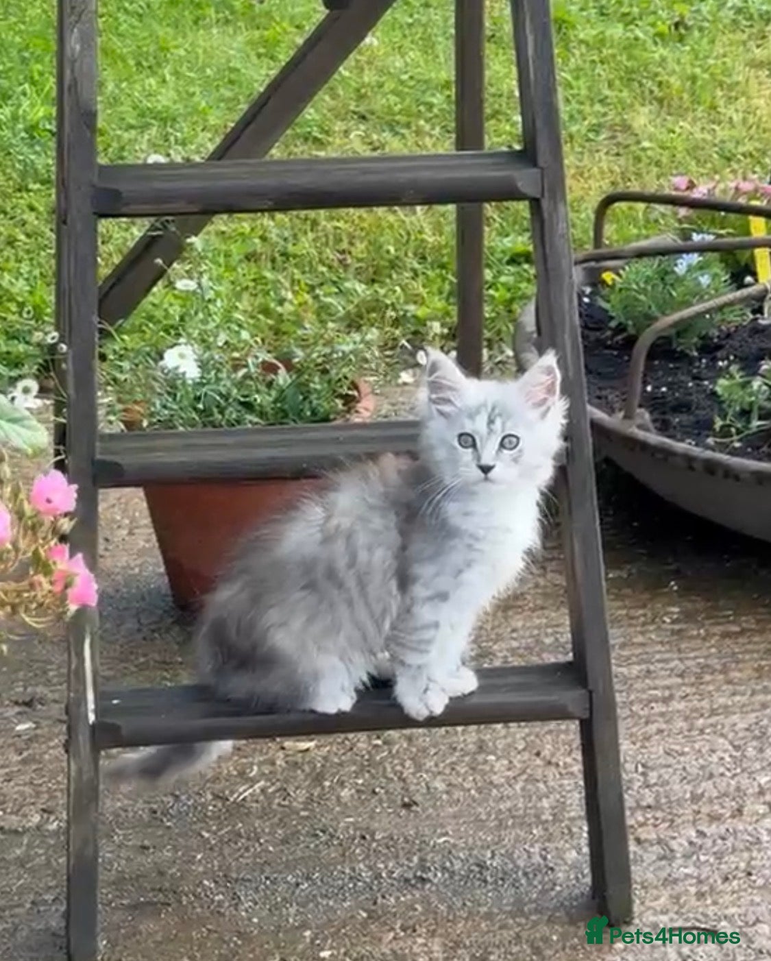 Maine Coon cats Beautiful Maine Coons - Advert 2