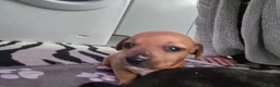 Jackshund dogs for sale: Jackhounds - Advert 10