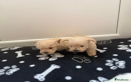 West Highland Terrier dogs for sale: DNA health tested Westie-poos  - Image 37