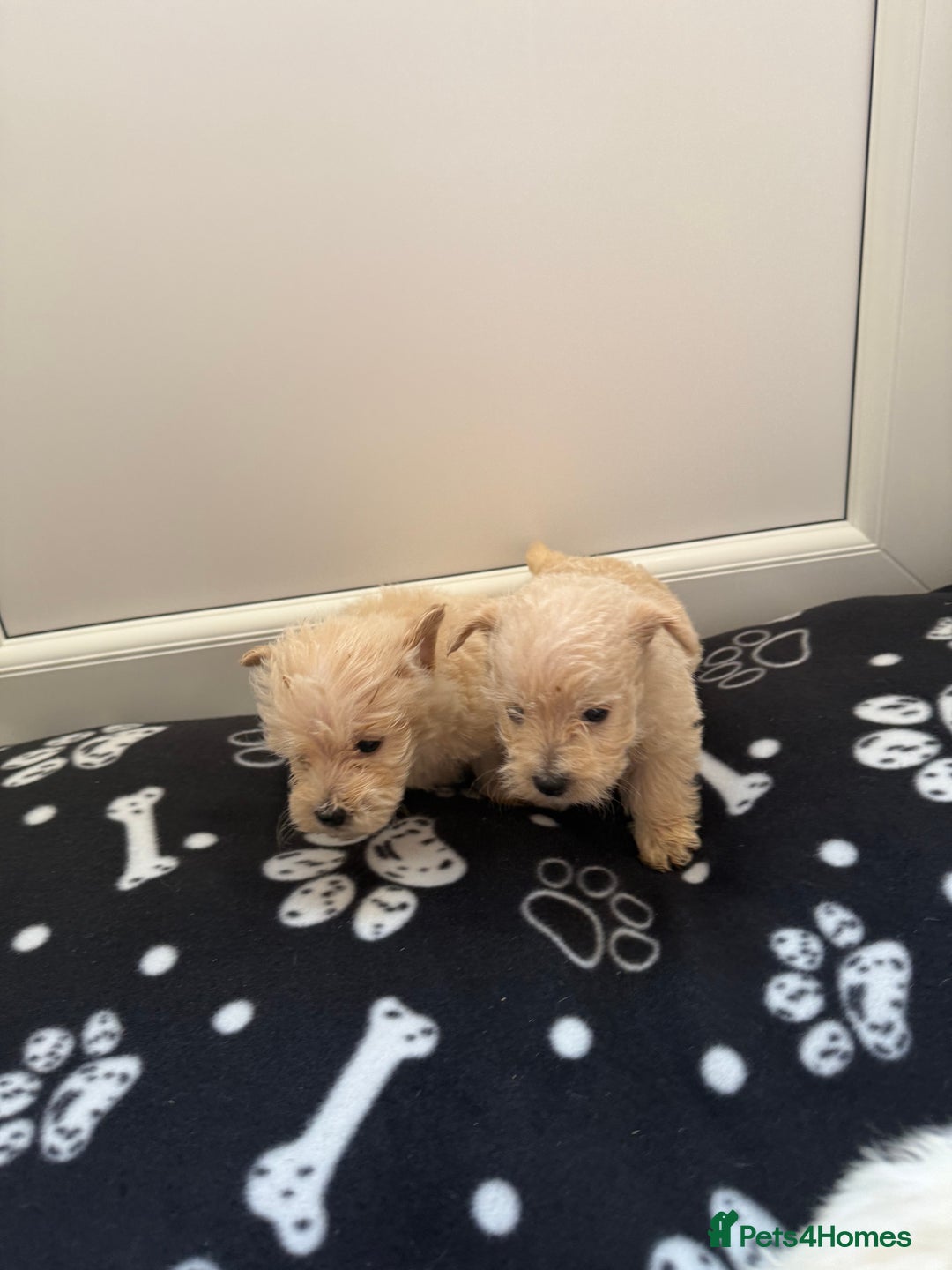 West Highland Terrier dogs for sale: DNA health tested Westie-poos  - Image 37