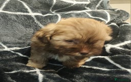 Shihpoo dogs for sale: shihpoo pups ONE BOY LEFT  - Image 12