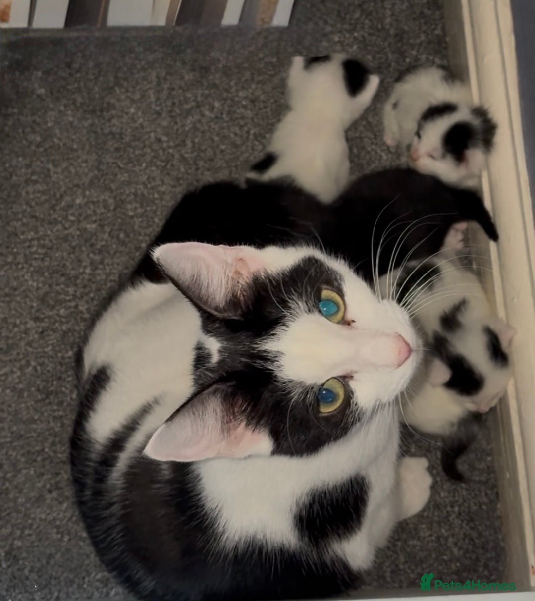 Mixed Breed cats for sale: Beautiful Kittens For Sale  - Advert 16