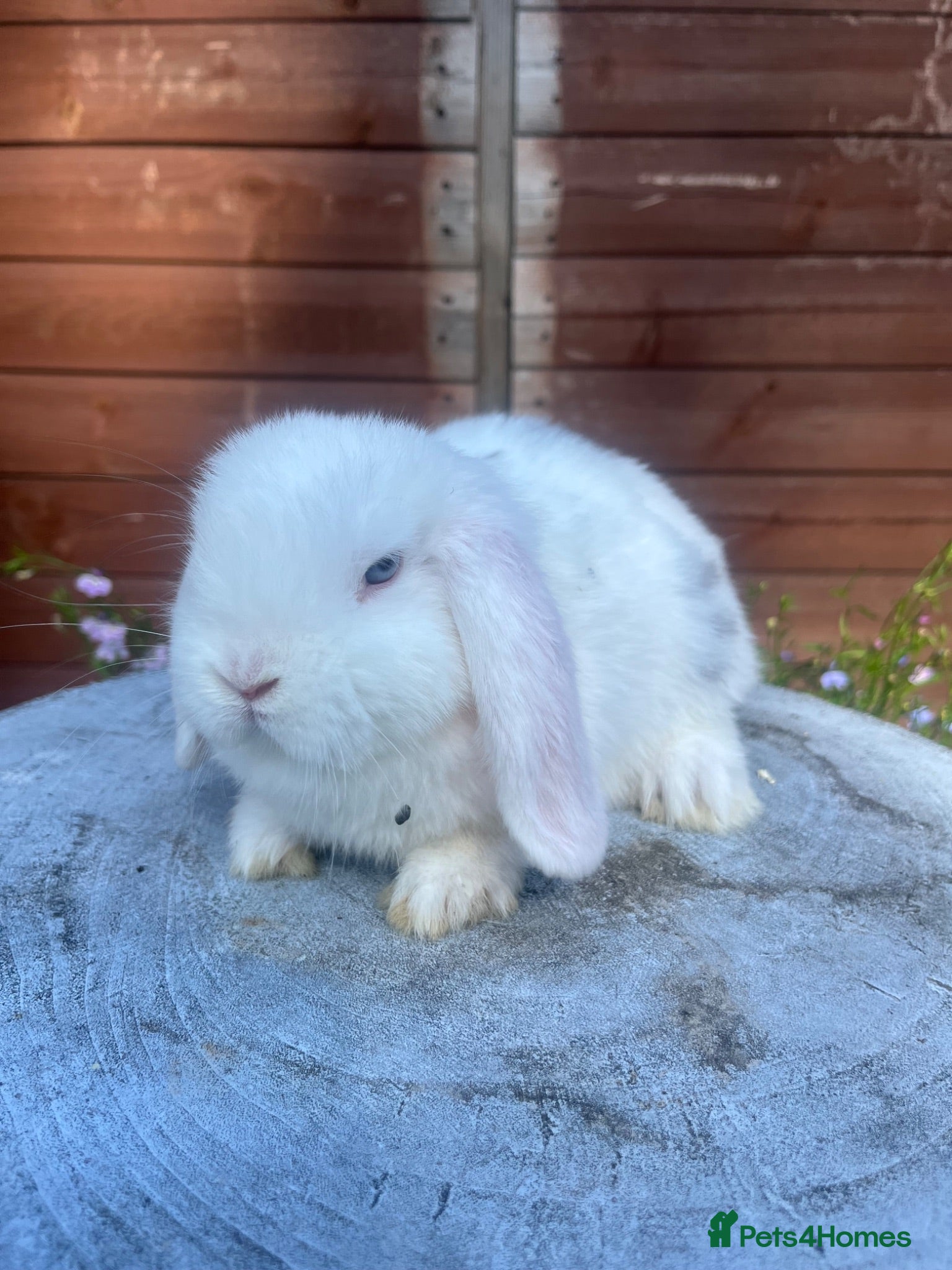 Mini Lop rabbits Mini lops ready to go 27th June  - Advert 20