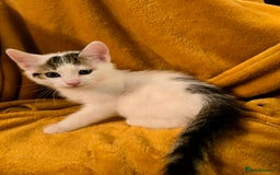 Mixed Breed cats for sale: 4 boys and 2 girls Family-Raised, Well-Socialised  - Image 9