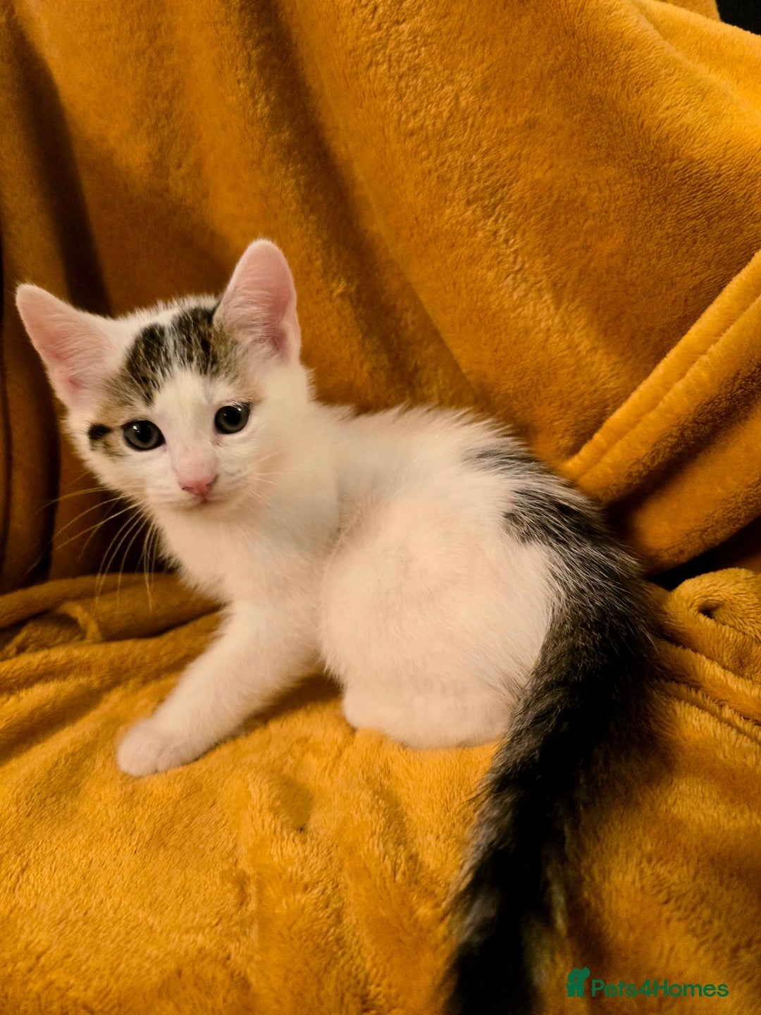 Mixed Breed cats for sale: 4 boys and 2 girls Family-Raised, Well-Socialised  - Image 9