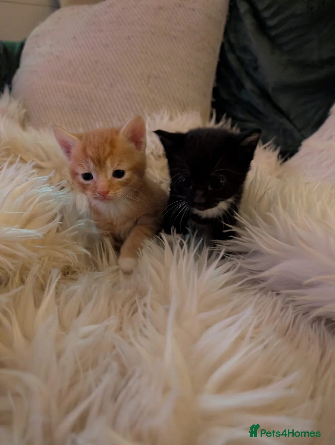 Mixed Breed cats for sale: Beautifull kittens - Advert 6