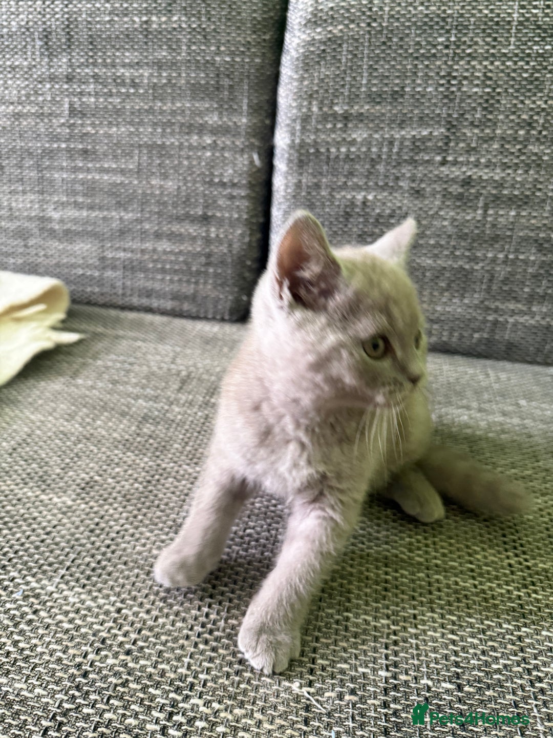 British Shorthair cats for sale: Beautiful British Shorthair kittens - Image 11