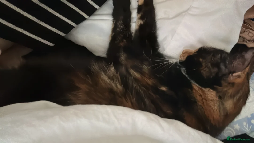 Mixed Breed cats for sale: Cute orange cat looking for a new home - Advert 6