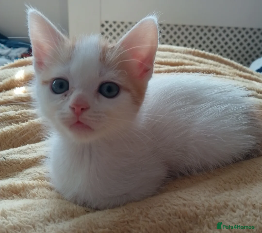 Mixed Breed cats for sale: 2 Mix Breed Kittens in Tamworth - Advert 1