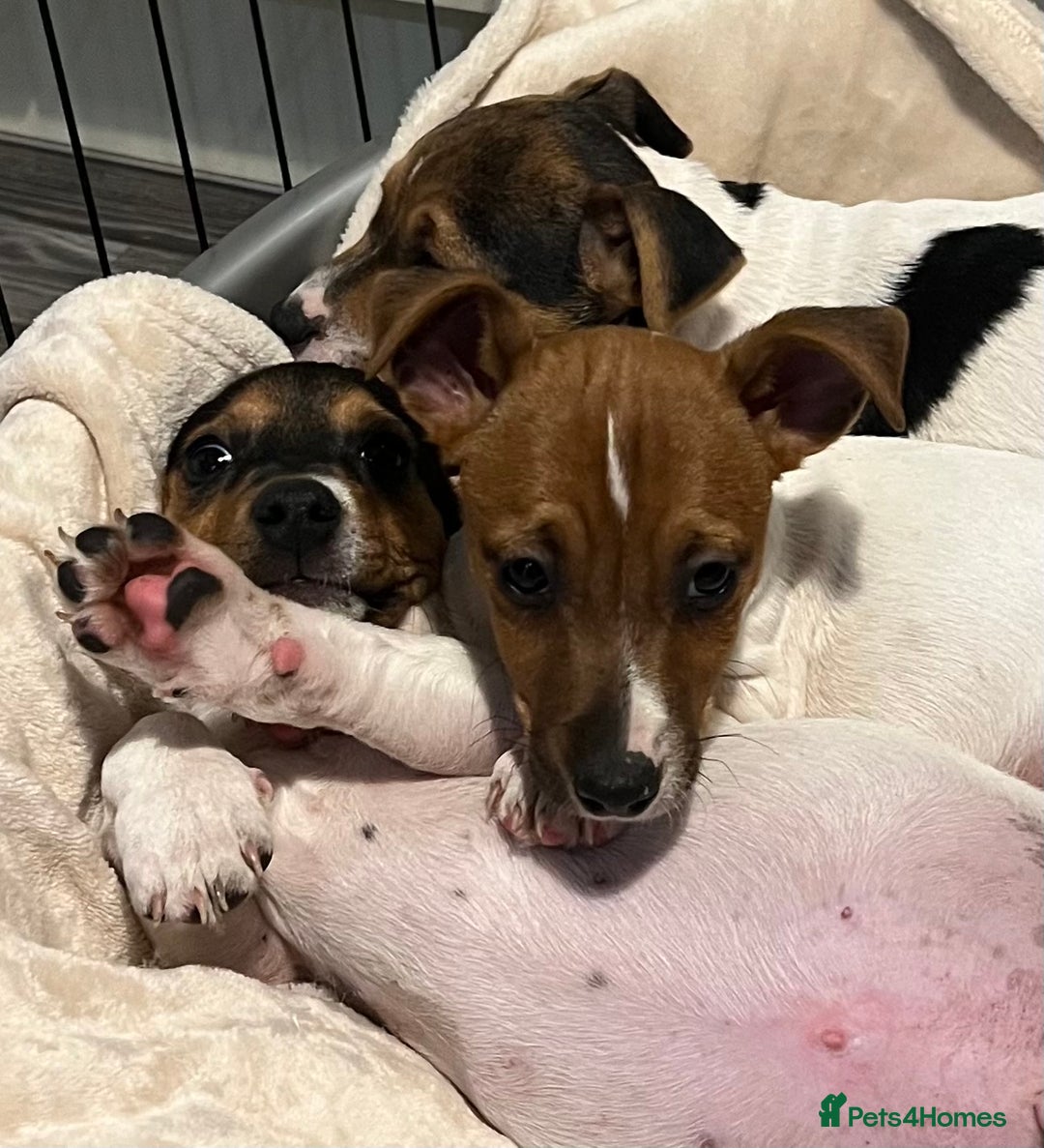 Jack Russell dogs for sale: 3 STUNNING JACK RUSSLE PUPPIES  - Image 7