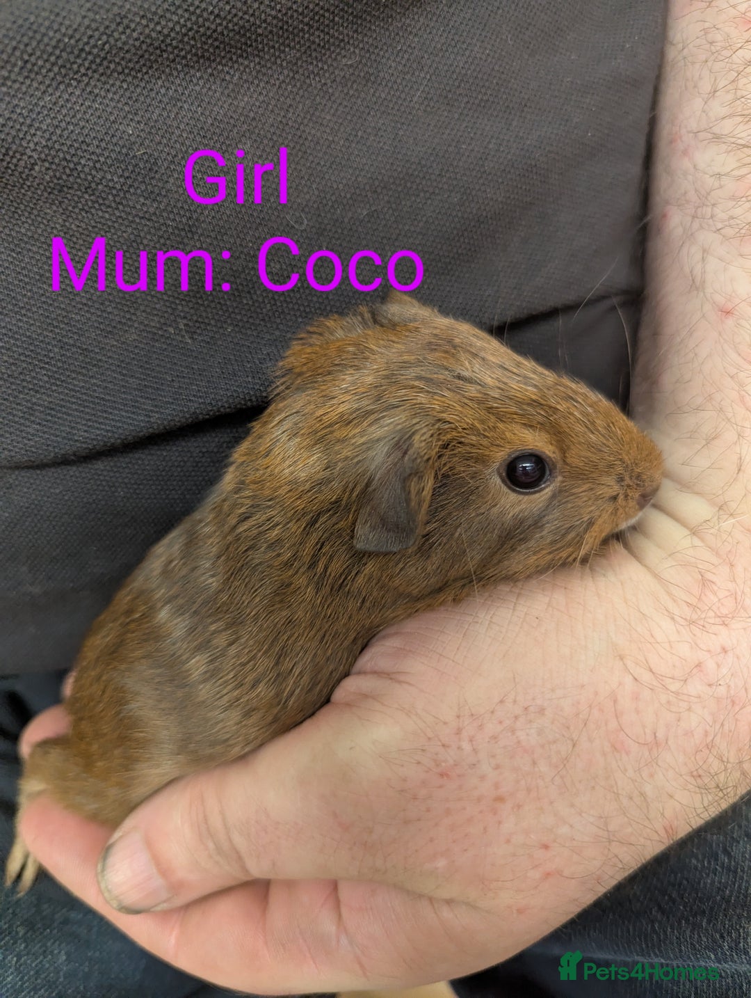 Guinea Pig rodents for sale: Stunning baby guinea pigs! Lunkarya/Abyssinian/sh  - Image 7