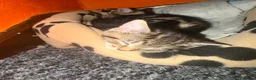 Mixed Breed cats for sale: 🐾 GORGEOUS KITTENS READY FOR THEIR NEW HOMES! 🐾 - Advert 40