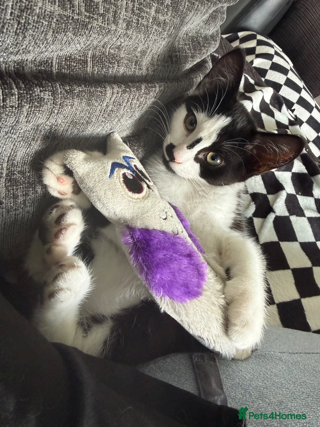 Mixed Breed cats for sale: male kitten needing rehome pls read description - Advert 2