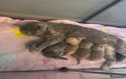 British Shorthair cats for sale: Rainbow litter 🤩🤩💕💕🌈🌈 - Image 15