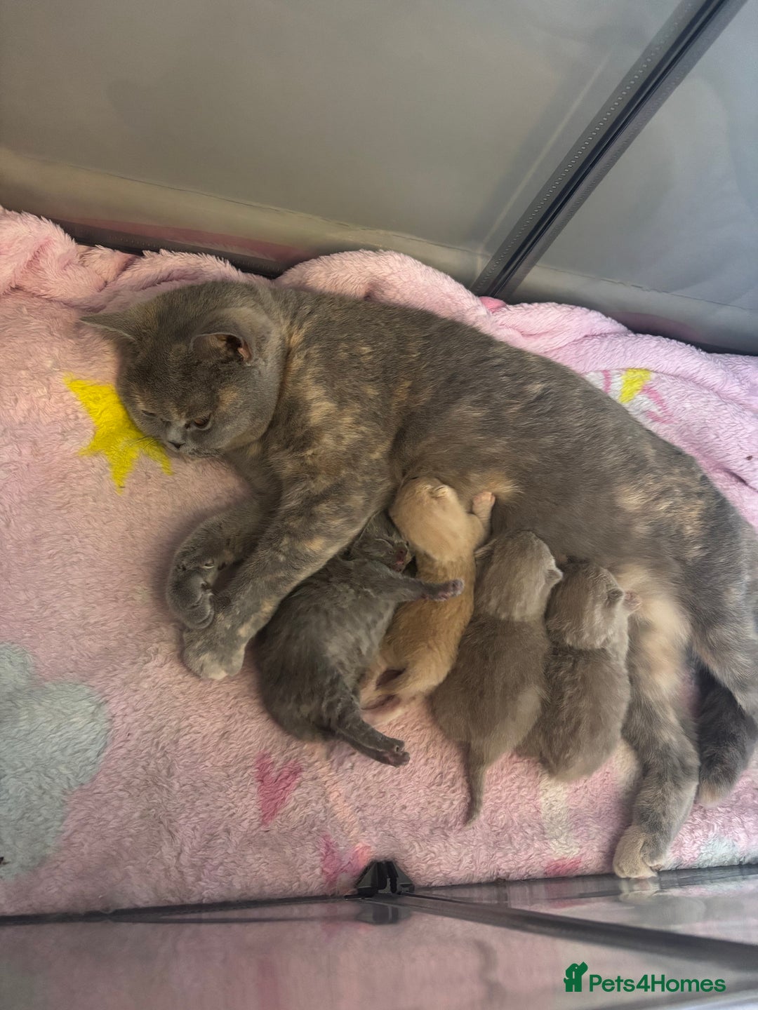 British Shorthair cats for sale: Rainbow litter 🤩🤩💕💕🌈🌈 - Image 15