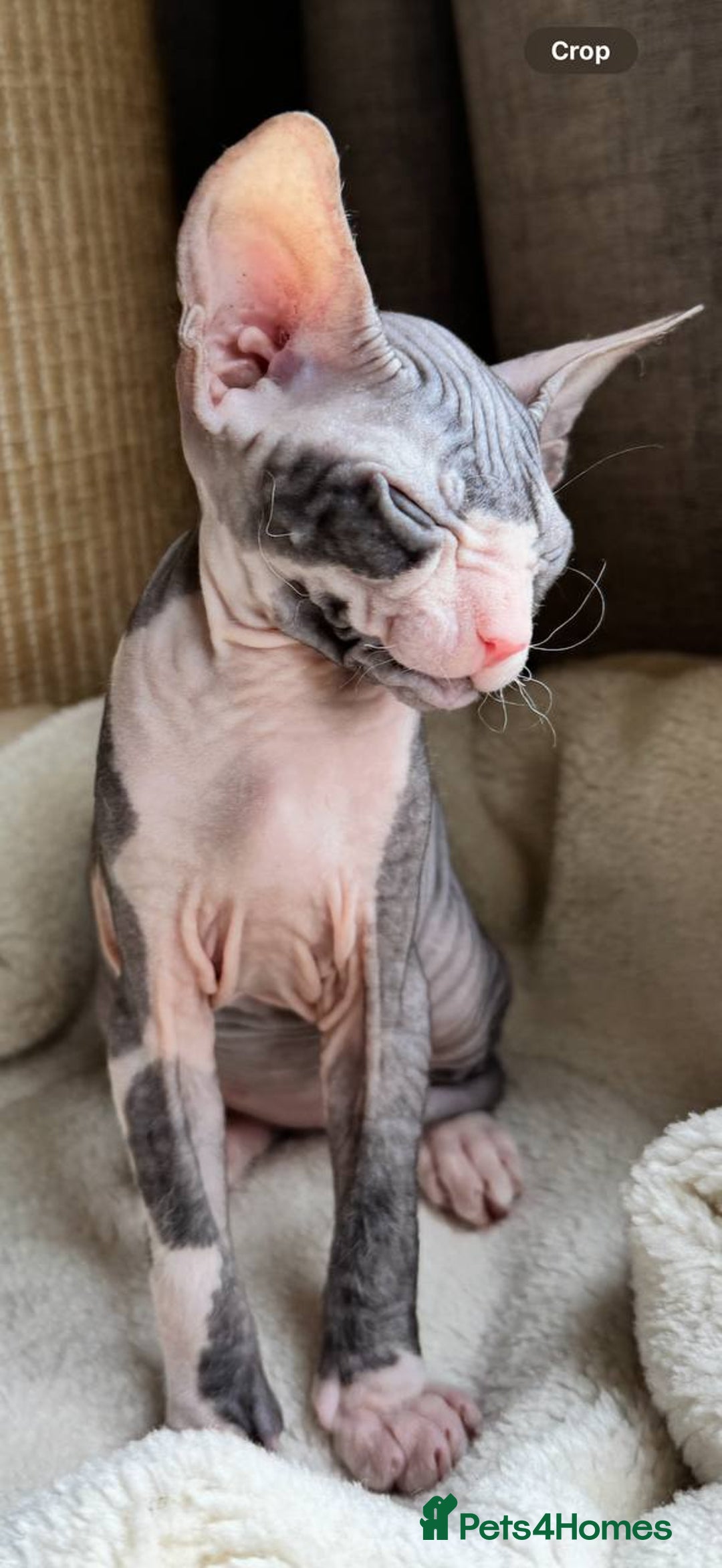 Sphynx cats for sale: Donskoy Sphynx Kittens - Image 21