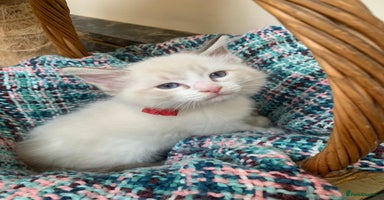 Ragdoll cats - Advert 8