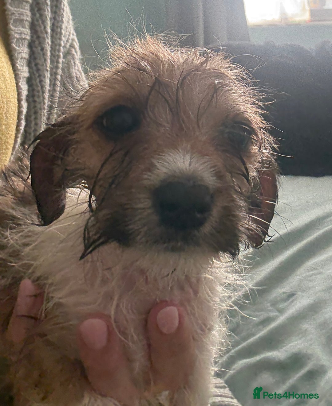 Dachshund dogs for sale: Dachshund x cavachon pups for sale - Image 10