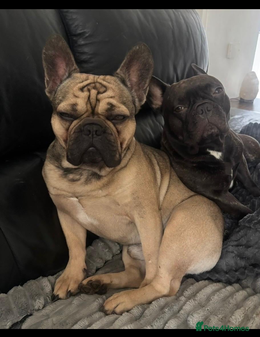 French Bulldog dogs Colin  - Advert 2