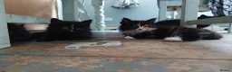 Mixed Breed cats for sale: Long haired kittens  in Swanscombe - Advert 12