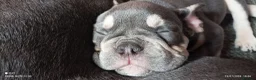 French Bulldog dogs for sale: French bulldog  dog  in Hartlepool - Advert 3