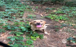 Labrador Retriever dogs for sale: Labrador puppies for sale - Image 9