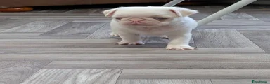 Pug 4