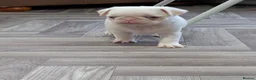 Pug dogs for sale: Pug Puppies - Advert 7
