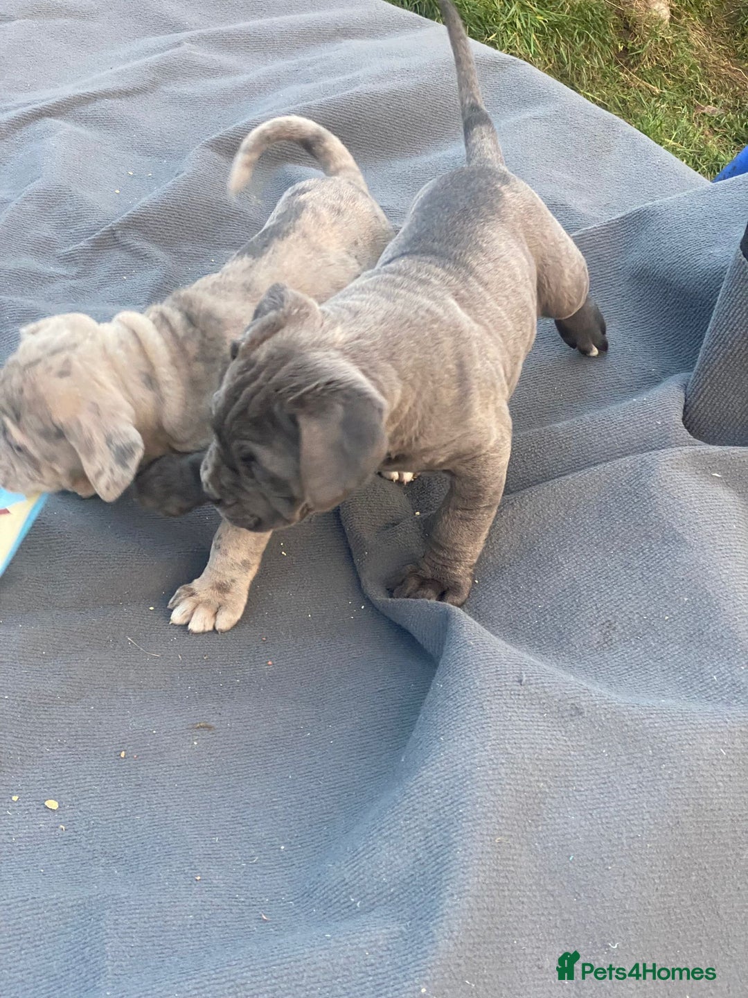 Cane Corso dogs for sale: Puppies ready to leave - Advert 4