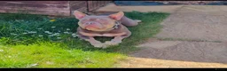 American Bully dogs for sale: Pocket bully  - Advert 3