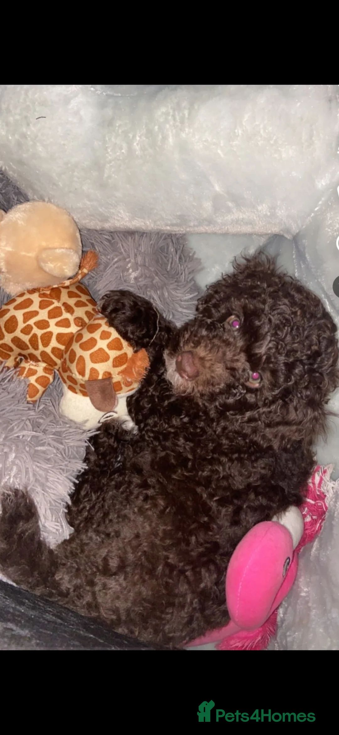 Toy Poodle dogs for stud: Proven, miniature poodle 🏆 - Advert 6