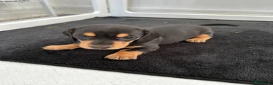 Miniature Dachshund 2