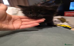 British Longhair cats for sale: 7 kittens boys and girls. British longhair cross  - Image 30