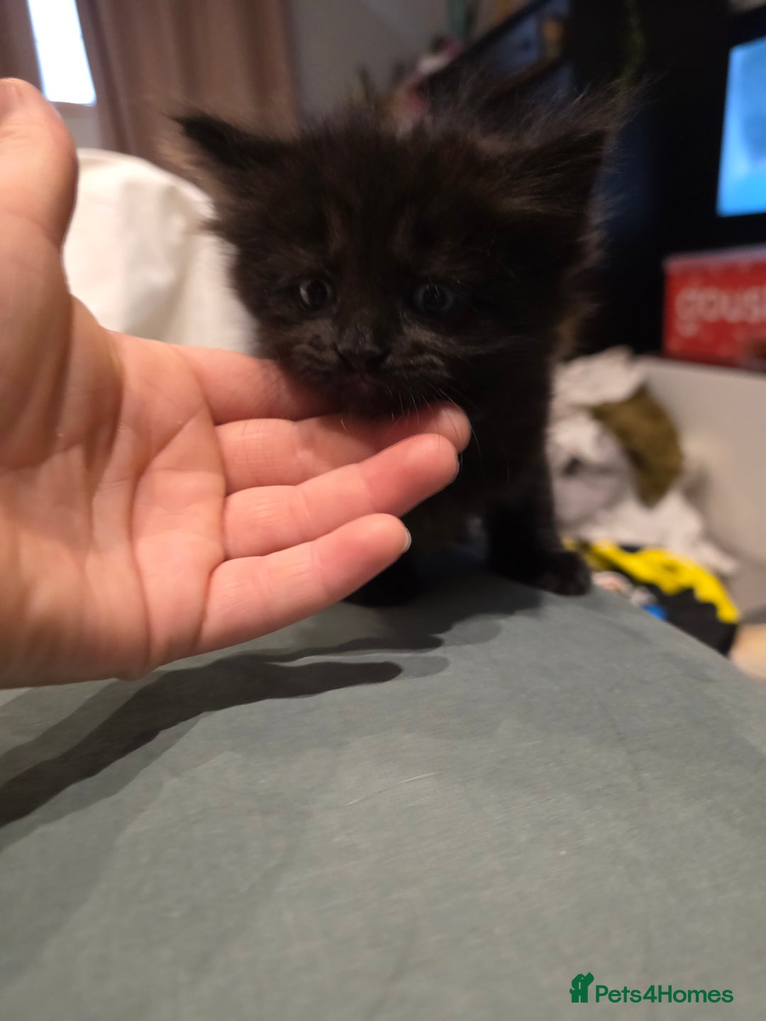 British Longhair cats for sale: 7 kittens boys and girls. British longhair cross  - Image 30