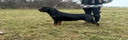 Rottweiler dogs for sale: 🩷 beautiful Happy Rottweiler Puppis 🩶 - Advert 3
