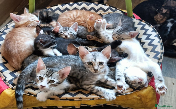 Bengal cats - Advert 1