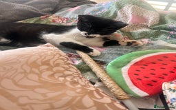 British Shorthair cats for sale: Adorable Male Black and White Kitten - Image 10