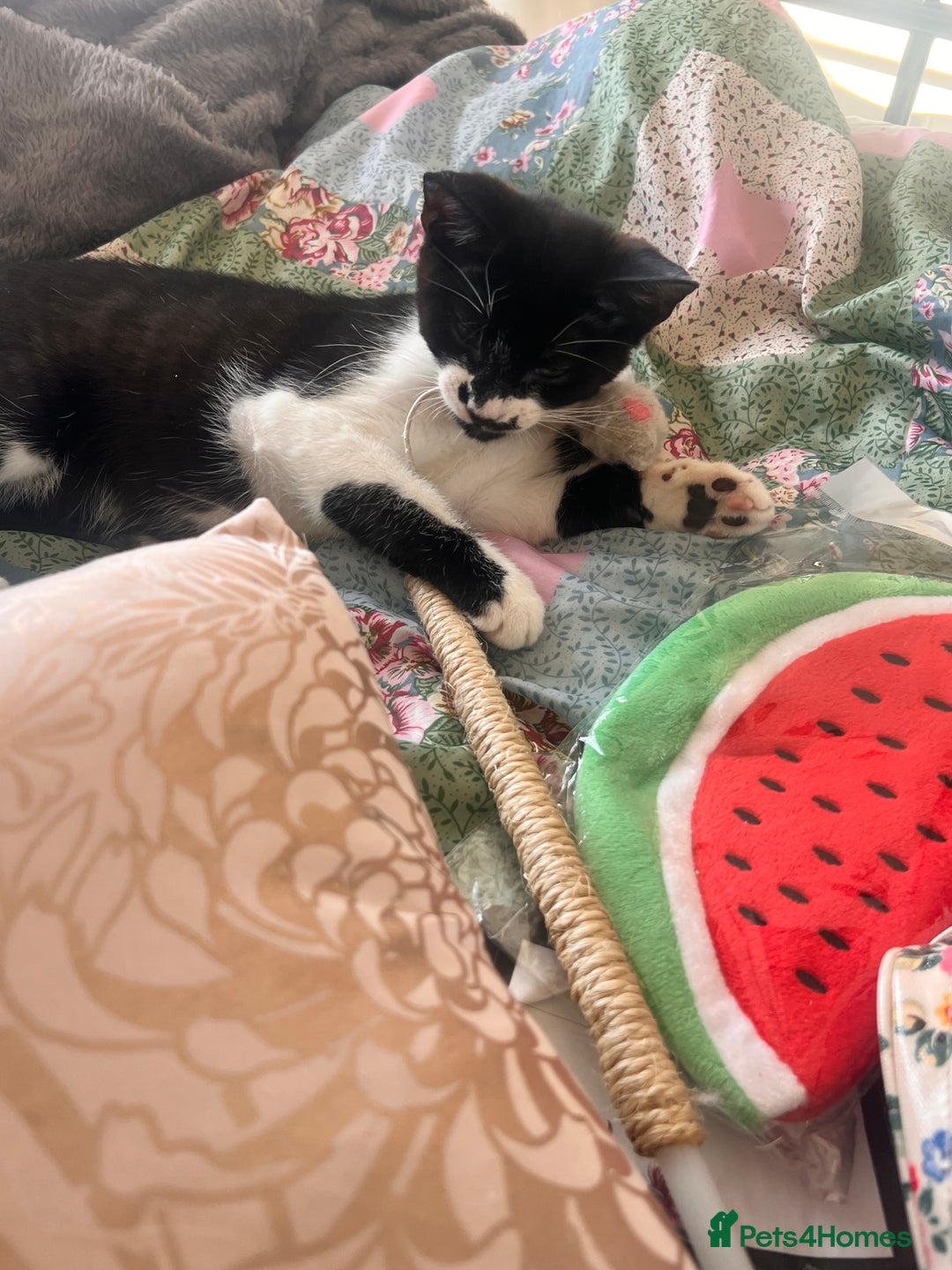 British Shorthair cats for sale: Adorable Male Black and White Kitten - Image 10