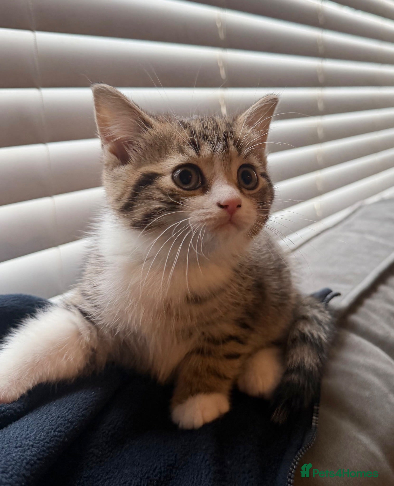 British Shorthair cats Female Kittens - Delivery available  - Advert 11