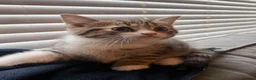 British Shorthair cats for sale: Female Kittens - Delivery available  - Advert 4